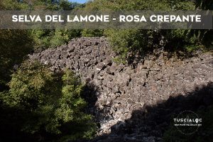 SELVA DEL LAMONE ROSA CREPANTE